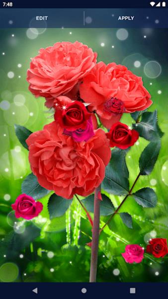 Red Rose Live Wallpaper Captura de pantalla 0