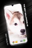 Puppies Wallpapers in 4K ภาพหน้าจอ 0