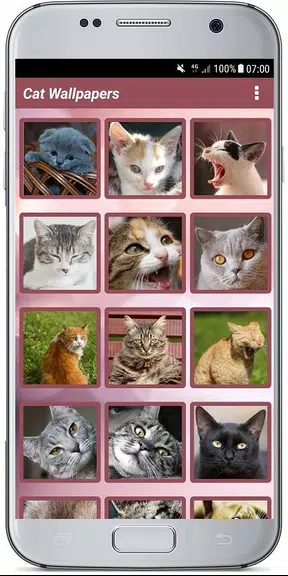 CUTE CAT WALLPAPERS應用截圖第0張