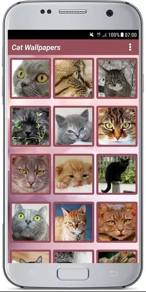 CUTE CAT WALLPAPERS應用截圖第2張