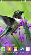 Hummingbirds Live Wallpaper Capture d'écran 1