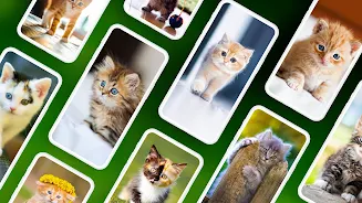 Kitten Wallpapers 4K স্ক্রিনশট 0