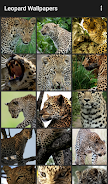 Leopard Wallpapers Captura de tela 1