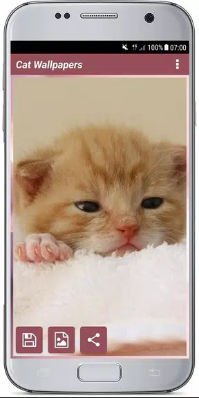 CUTE CAT WALLPAPERS應用截圖第3張