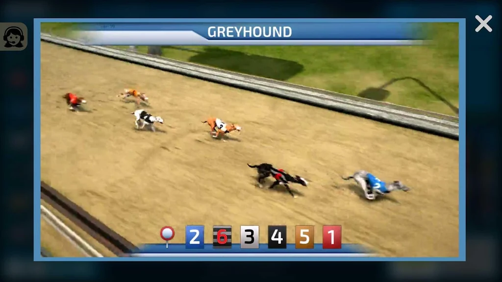 Dogs3D Races Betting ภาพหน้าจอ 1