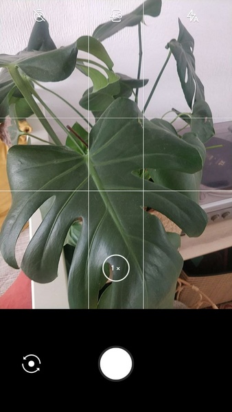 LeafSnap Screenshot 0