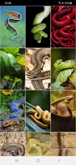 Snake Wallpapers應用截圖第1張