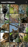 Leopard Wallpapers Capture d'écran 0