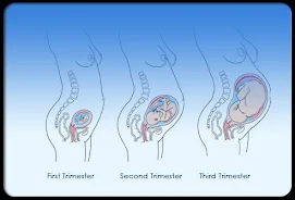 Pregnancy Stages Ekran Görüntüsü 3