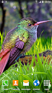 Hummingbirds Live Wallpaper Ảnh chụp màn hình 2