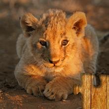 Animais do Bebê Quebra-cabeças