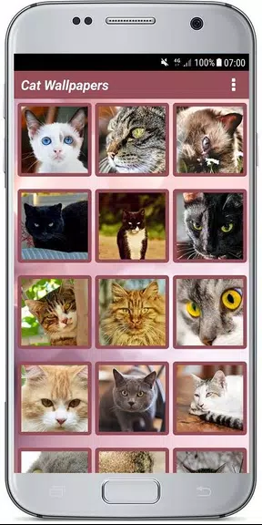CUTE CAT WALLPAPERS應用截圖第1張