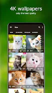 Kitten Wallpapers 4K Ảnh chụp màn hình 1