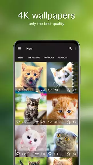 Cat Wallpapers & Cute Kittens স্ক্রিনশট 1