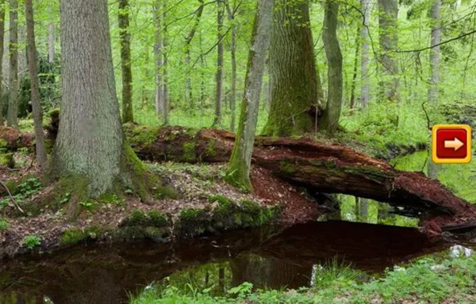 Abandoned Forest Treasure Escape স্ক্রিনশট 1